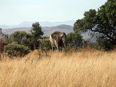 090516_Pilanesberg 138